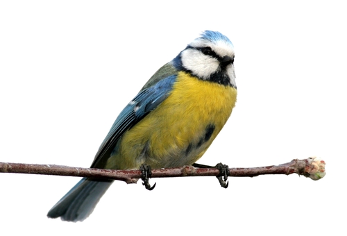 Blue tit